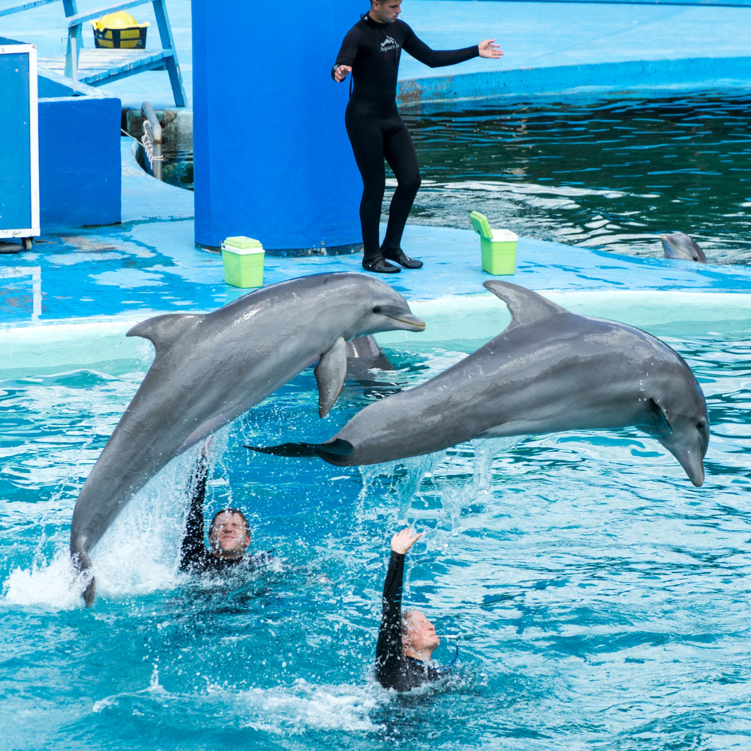 Spectacle de dauphins
